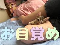 やな夢