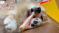 なんだそれ