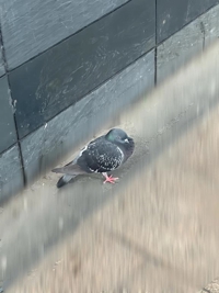鳥になりたいちあき