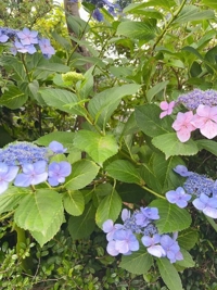  あん