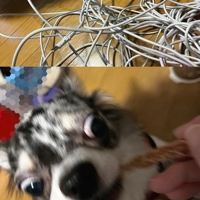 夢が無いけど本音です