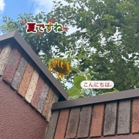 宮崎ちゃんこ都城店　ふみか