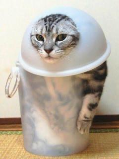 いたいた！これか？みーつけた！