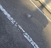 鳩。