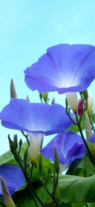 今日は
