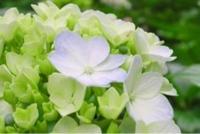 ありがとうございます