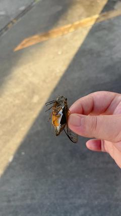  なな
