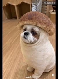 痩せ菌