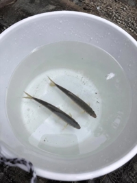 食べた方がいい