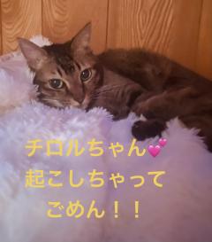 今日のにゃんこ♡①