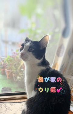 今日のにゃんこ♡②