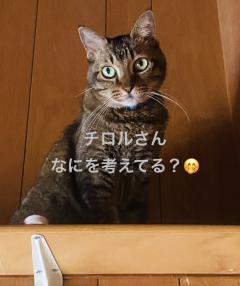 今日のにゃんこ🐈