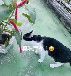 不思議な植物🪴