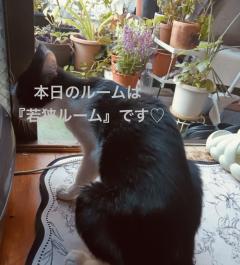 昭和（沖縄・完全個室プライベートエステ）　与那嶺綾子