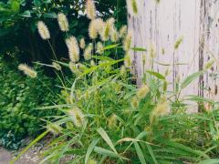 JaPON 花菜ﾊﾅ エノコロ草