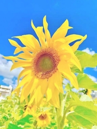 かりゆしOLの秘密　のりか★癒しといやらしさの大融合