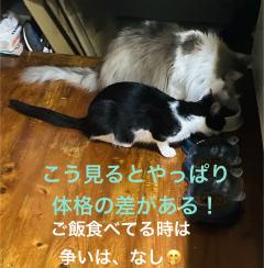 今日のにゃんこさん達😊