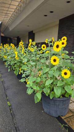 エンタメGR　まよ