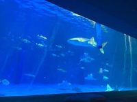 申し訳ありません