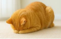 お休みします