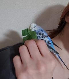 HAPPINESS　Sara☆サラ
