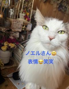 今日のにゃんこ🐈