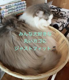 今日のにゃんこ②