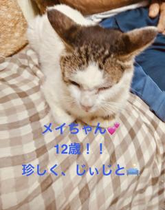 今日のにゃんこ🐈･:*+.\((°ω°))/.:+