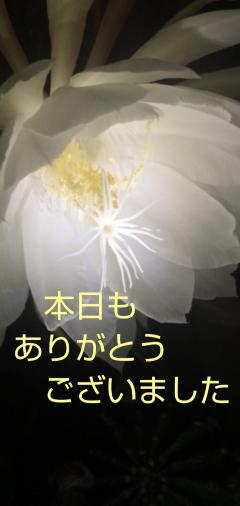 人妻セレブ　