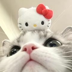 Buddy　まりあ☆Gの衝撃☆