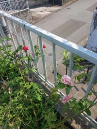 待ちナビ　れみか