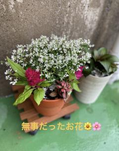 無事だったお花〜🪻