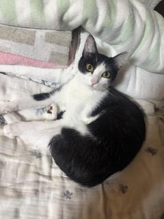 今日のにゃんこ②