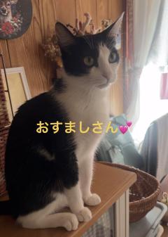 今日のにゃんこ🐈‍⬛