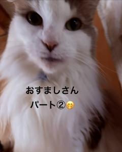 今日のにゃんこ②