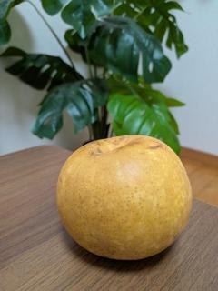 初物?