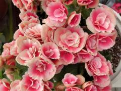 JaPON 新人！芙実ﾌﾐ