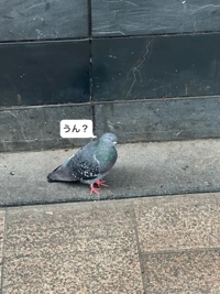 のんびりちあき