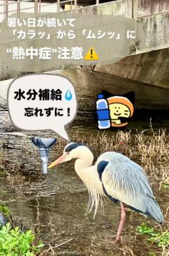 鹿児島ちゃんこ 天文館店(鹿児島市) たお