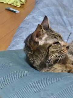 保険屋のおばちゃん　まり