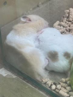 ラブ♡エル　♡ナオ♡