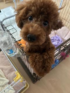 JaPON　新人！菜沙ﾅｽﾞﾅ