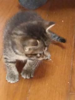 保険屋のおばちゃん　まり