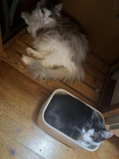 今日のにゃんこ🐈🐈