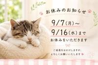 今日は