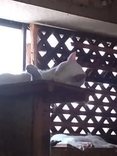 保険屋のおばちゃん　まり