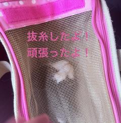  与那嶺綾子