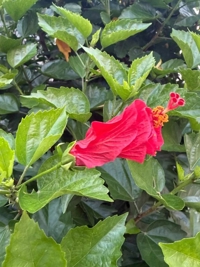 okinawa -銀ノ翼-　そら
