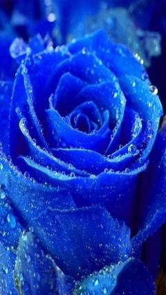 JaPON　新人！菜沙ﾅｽﾞﾅ