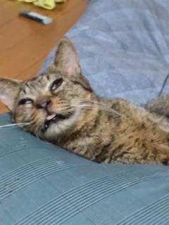 保険屋のおばちゃん　まり
